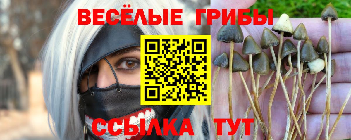 как найти   Псилоцибиновые грибы Cubensis  Вход с VPN  Галлюциногенные грибы MAGIC MUSHROOMS  Урюпинск 